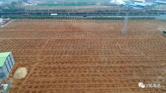 澠池國土綠化步伐堅(jiān)實(shí) 十大林業(yè)精品工程亮點(diǎn)紛呈